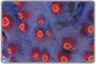 Purple Meteor Shower Cyphastrea Brain Coral - Frag